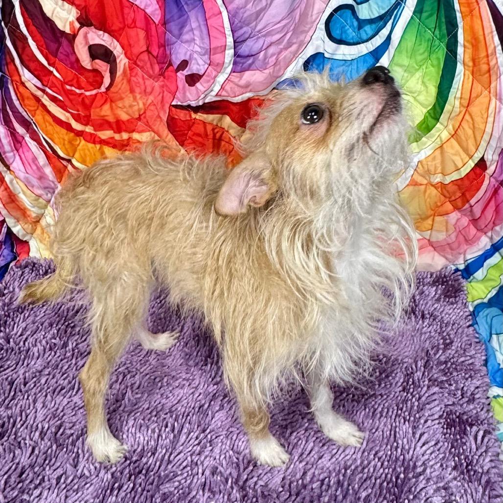 Shaggie(HW+), Adoptable, Adult Male Terrier.