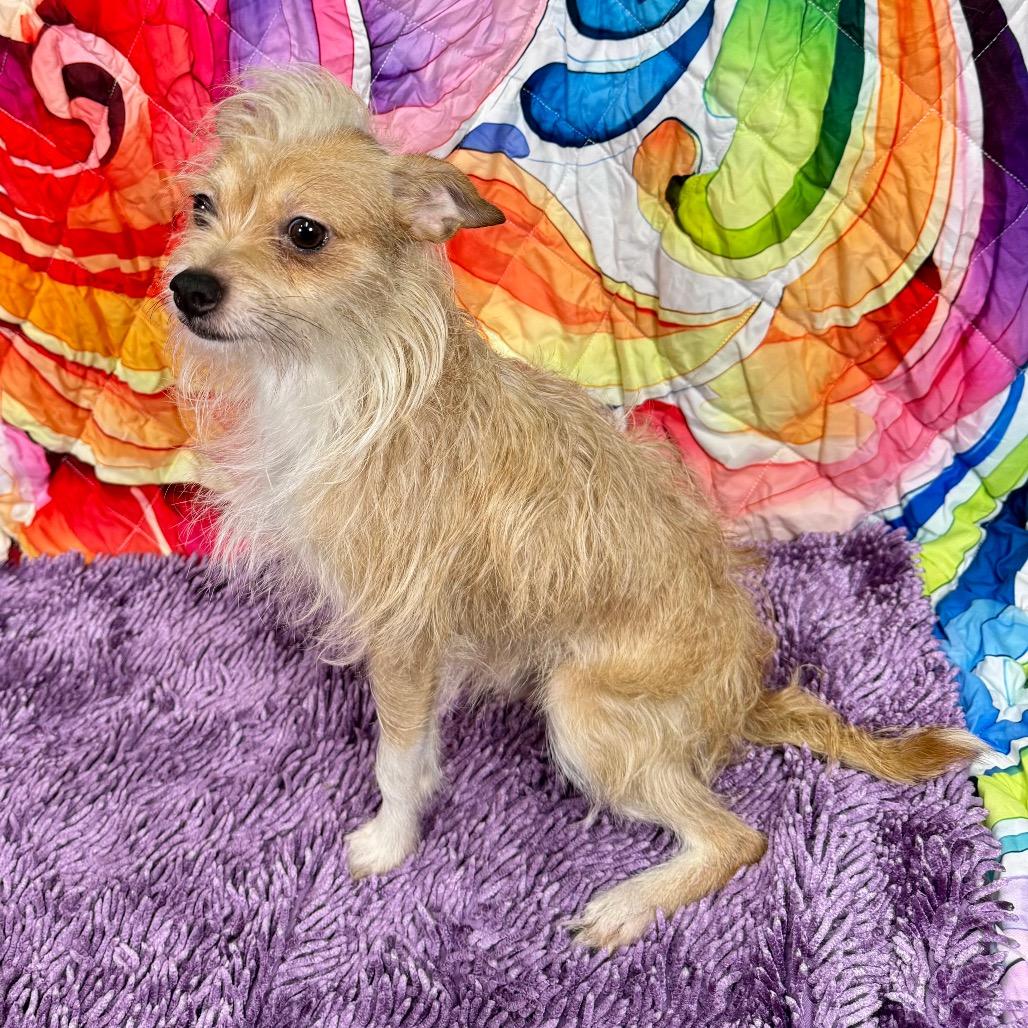 Enlarge Shaggie(HW+), a Adoptable mixed breed in Franklin, NC image 2/6