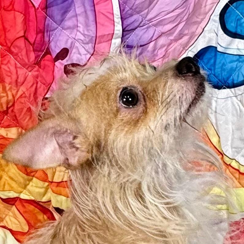 Enlarge Shaggie(HW+), a Adoptable mixed breed in Franklin, NC image 3/6