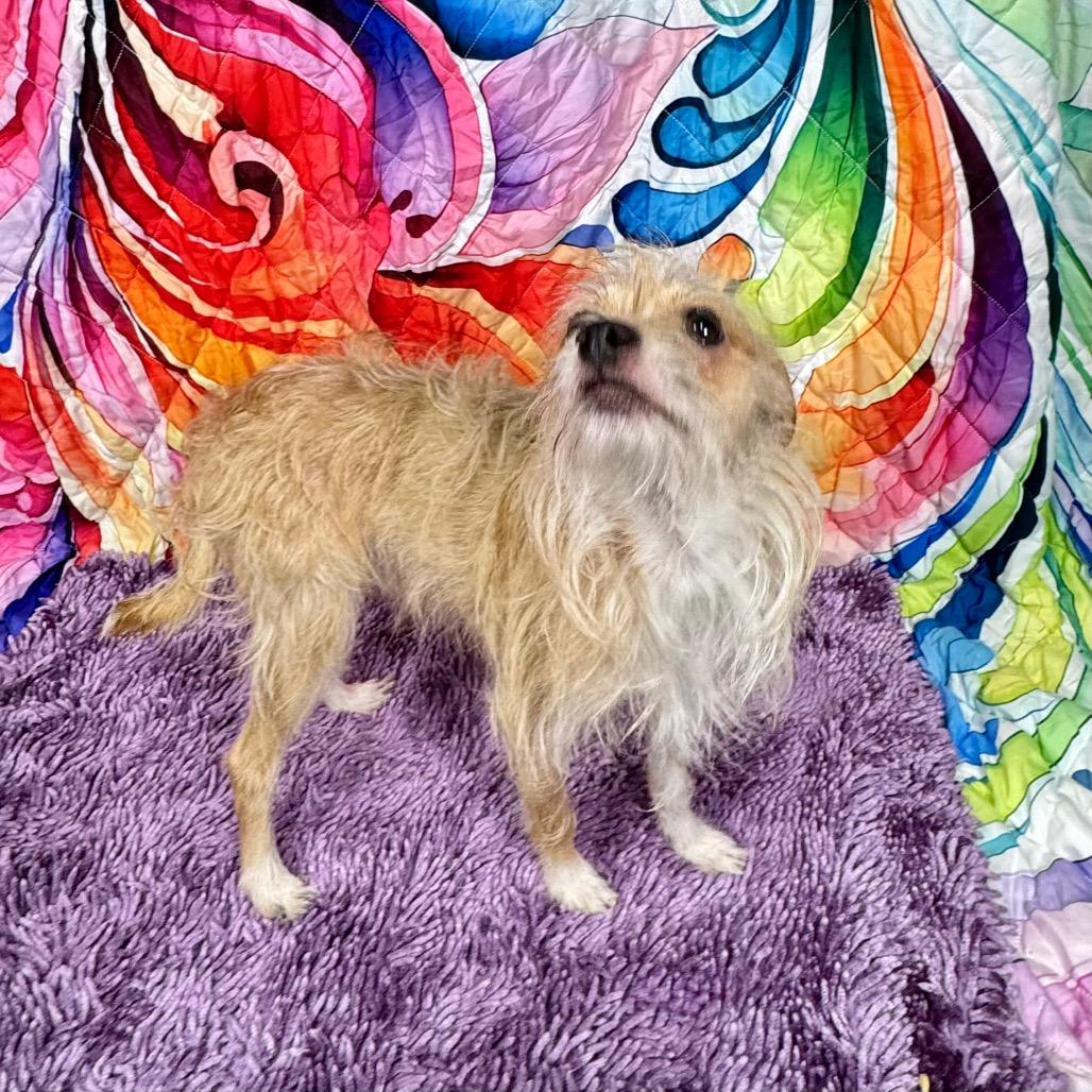 Enlarge Shaggie(HW+), a Adoptable mixed breed in Franklin, NC image 4/6