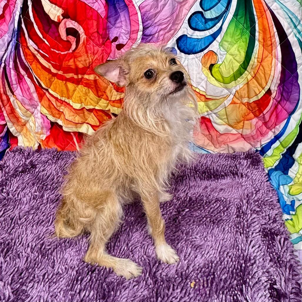 Enlarge Shaggie(HW+), a Adoptable mixed breed in Franklin, NC image 5/6