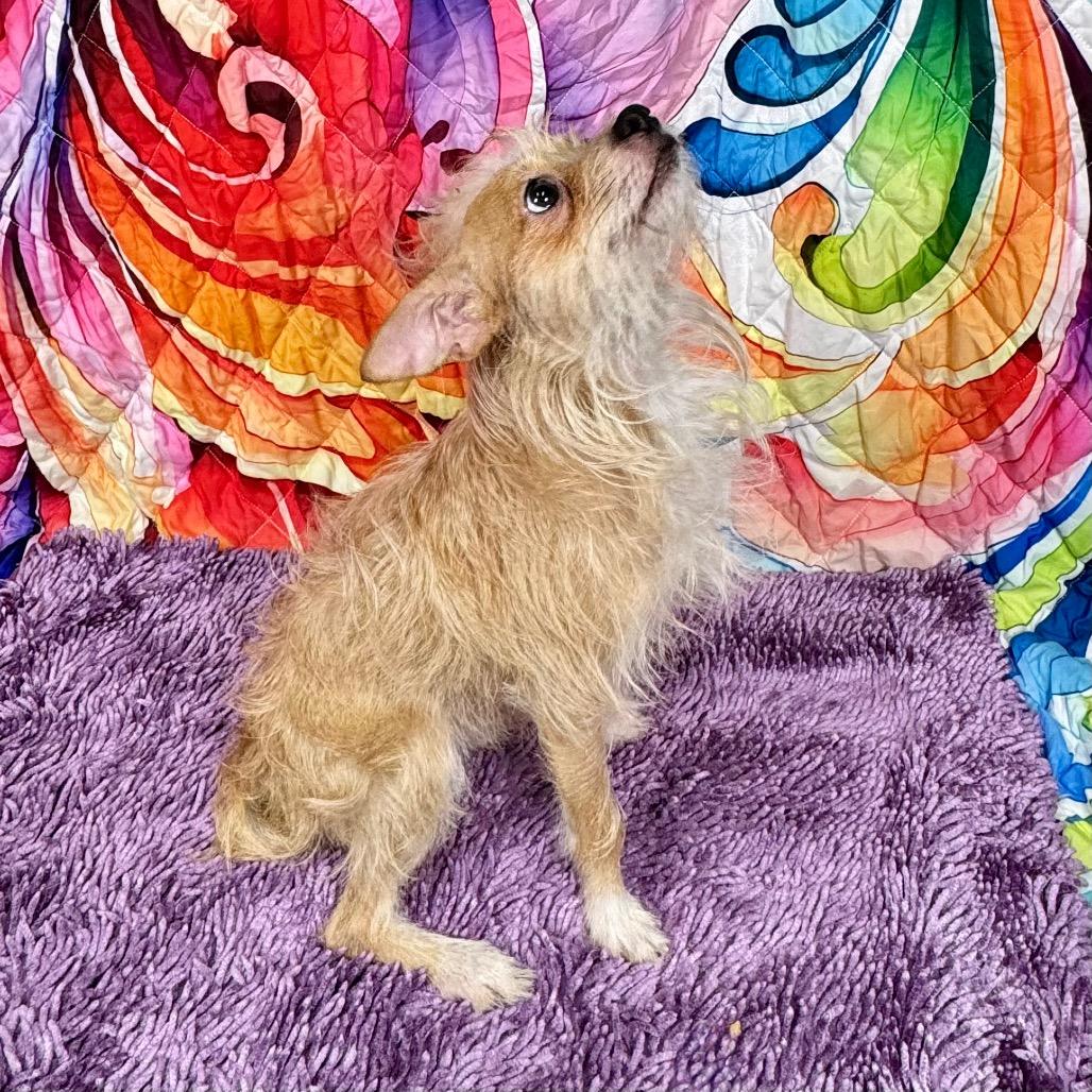 Enlarge Shaggie(HW+), a Adoptable mixed breed in Franklin, NC image 6/6