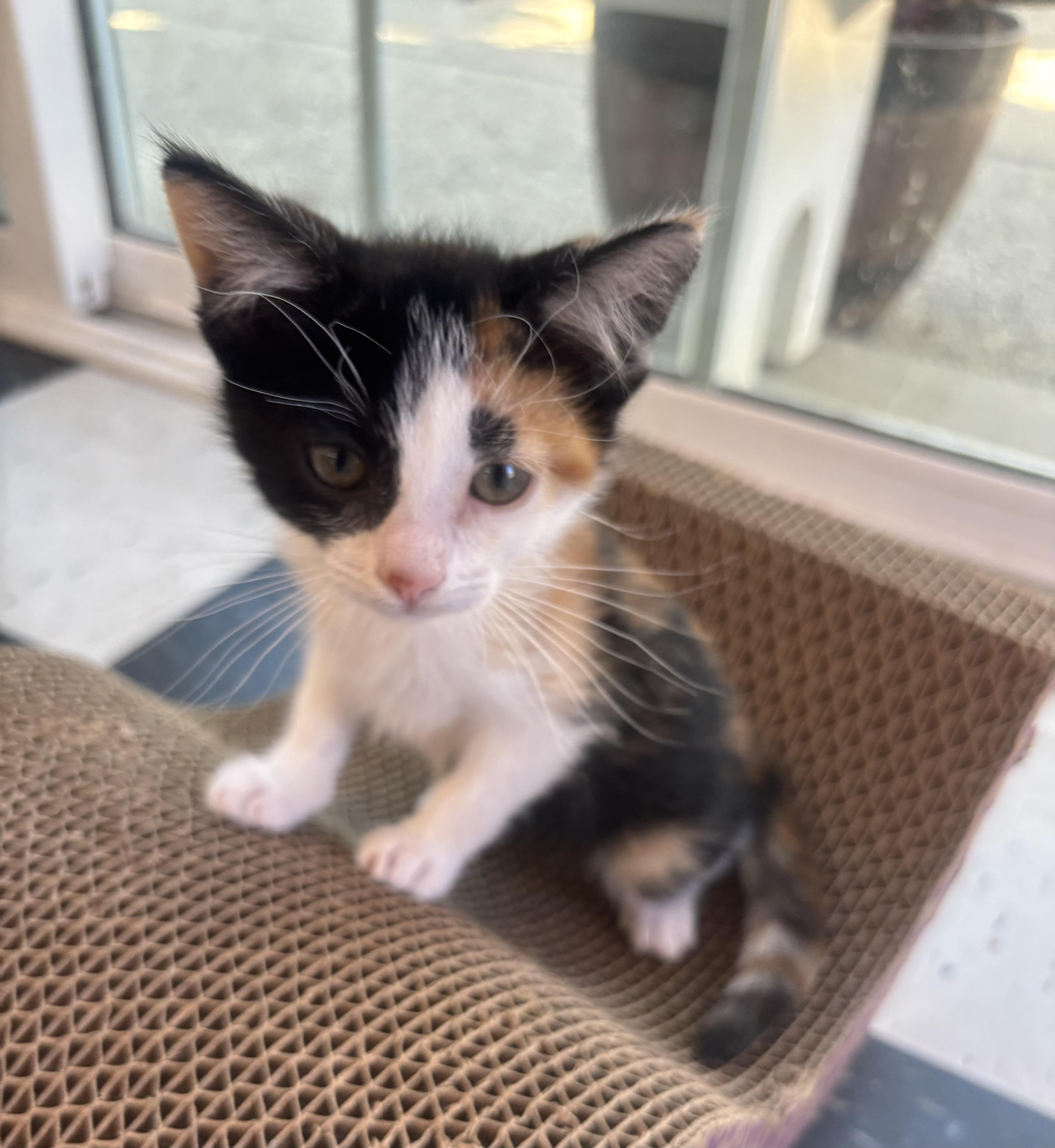 Cali, Baby Female Calico
