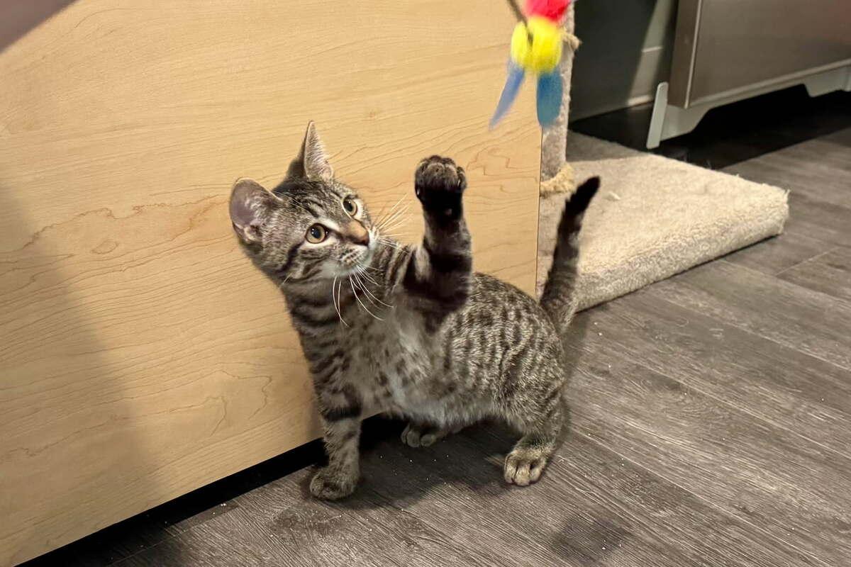 Chance, a Adopted Domestic Short Hair in Jackson, MI image 1/2