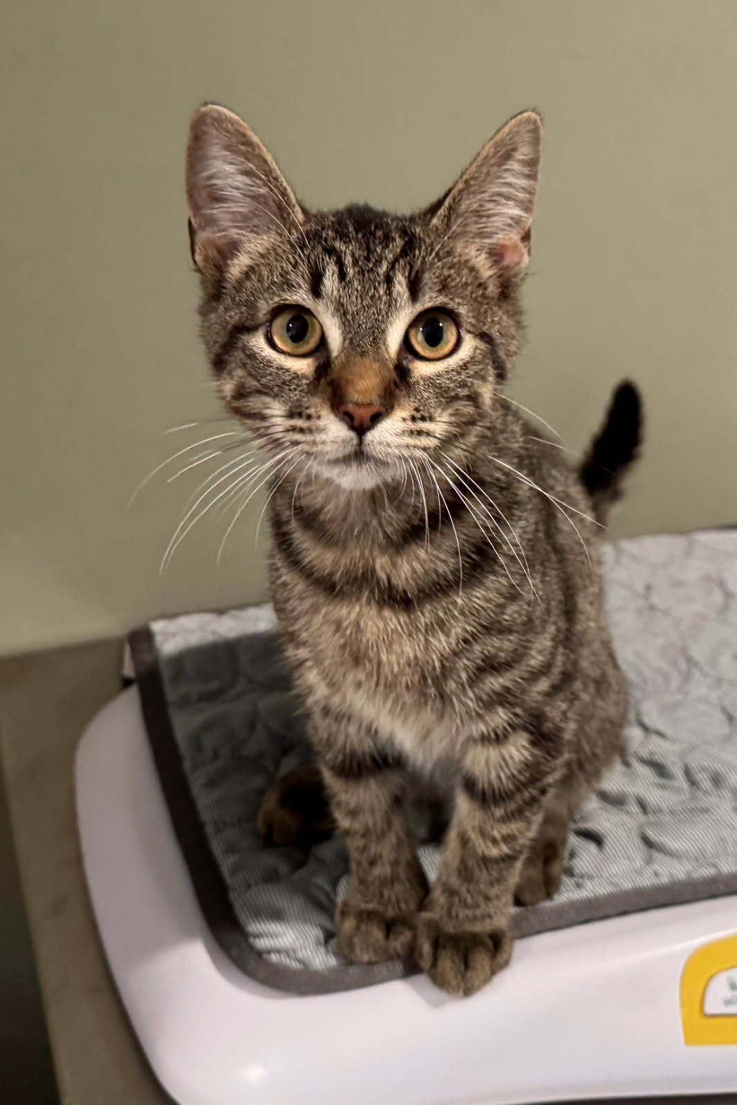 Chance, Adopted, Kitten Male Domestic Short Hair.
