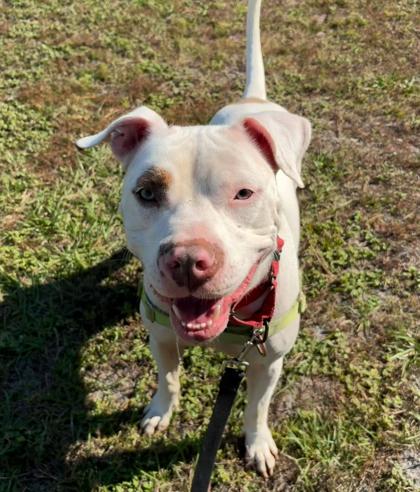 COCONUT, an adoptable mixed breed in Fernandina Beach, FL image 2/2
