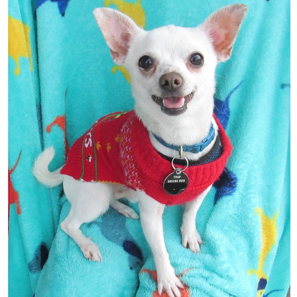MAX, Adoptable, Adult Male Chihuahua.