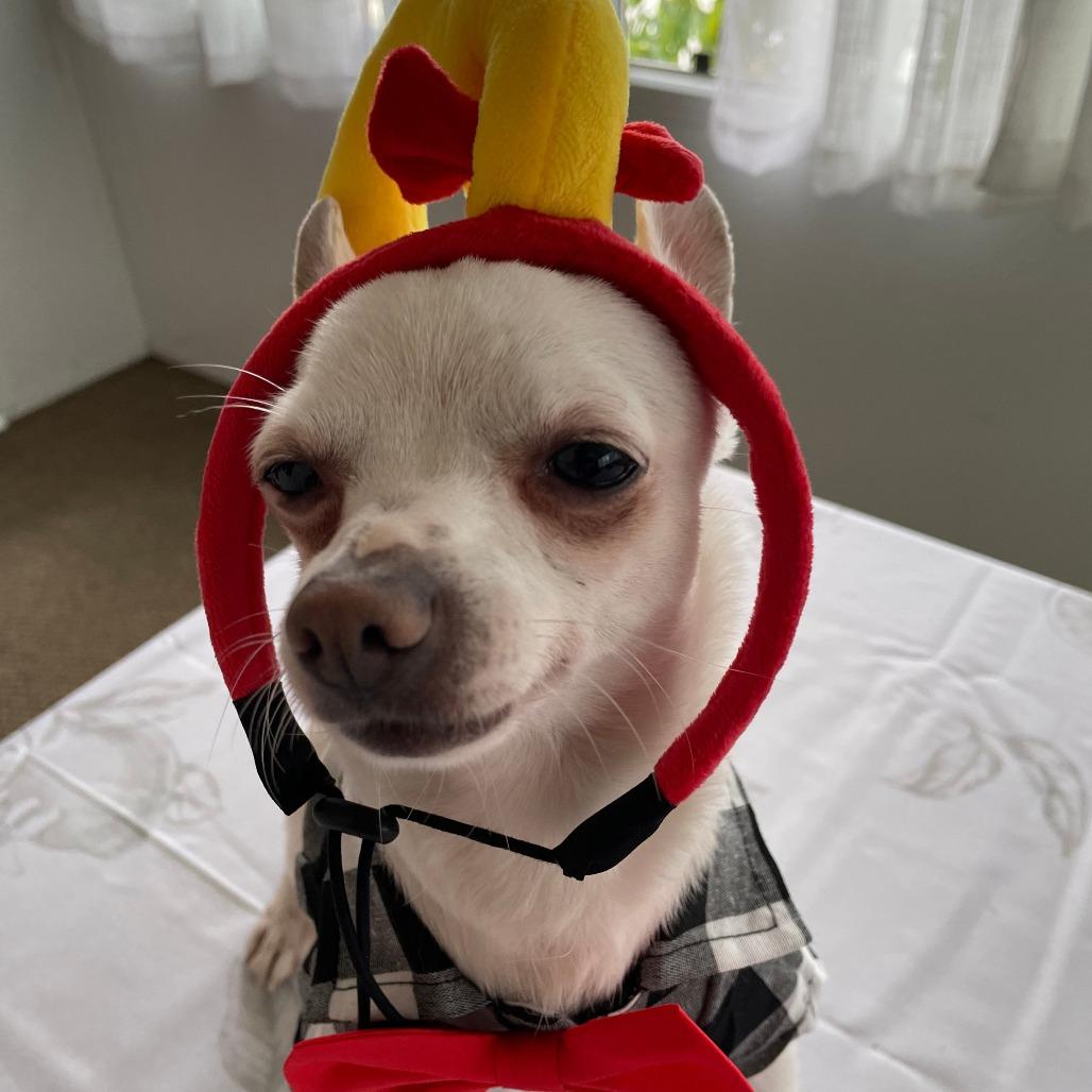 Enlarge MAX, a Adoptable Chihuahua in Pleasanton, CA image 2/6