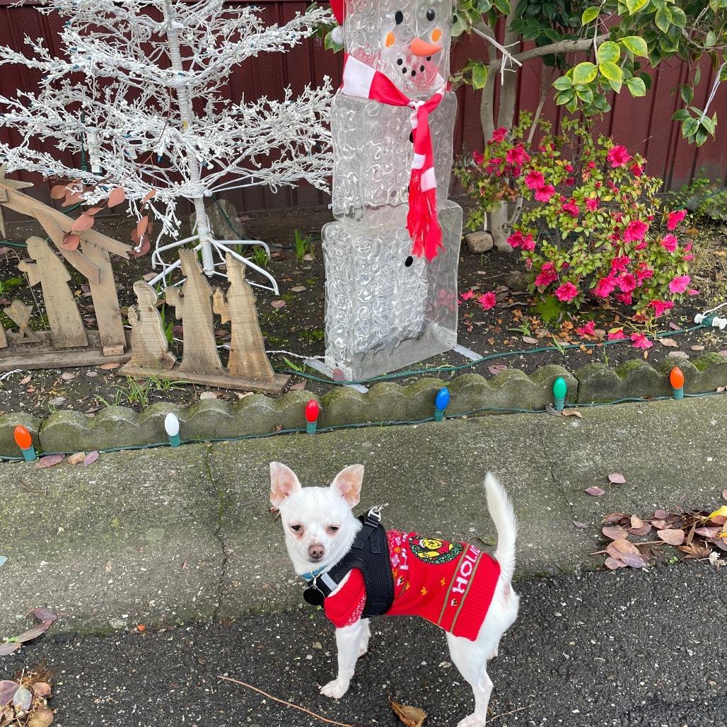 Enlarge MAX, a Adoptable Chihuahua in Pleasanton, CA image 3/6