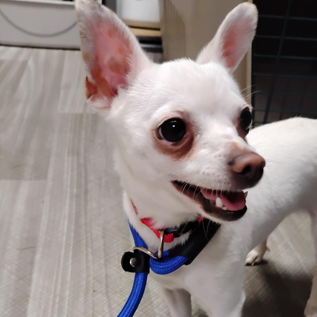 Enlarge MAX, a Adoptable Chihuahua in Pleasanton, CA image 4/6