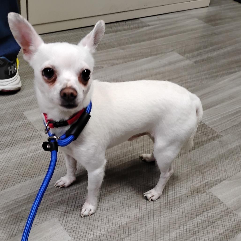Enlarge MAX, a Adoptable Chihuahua in Pleasanton, CA image 5/6