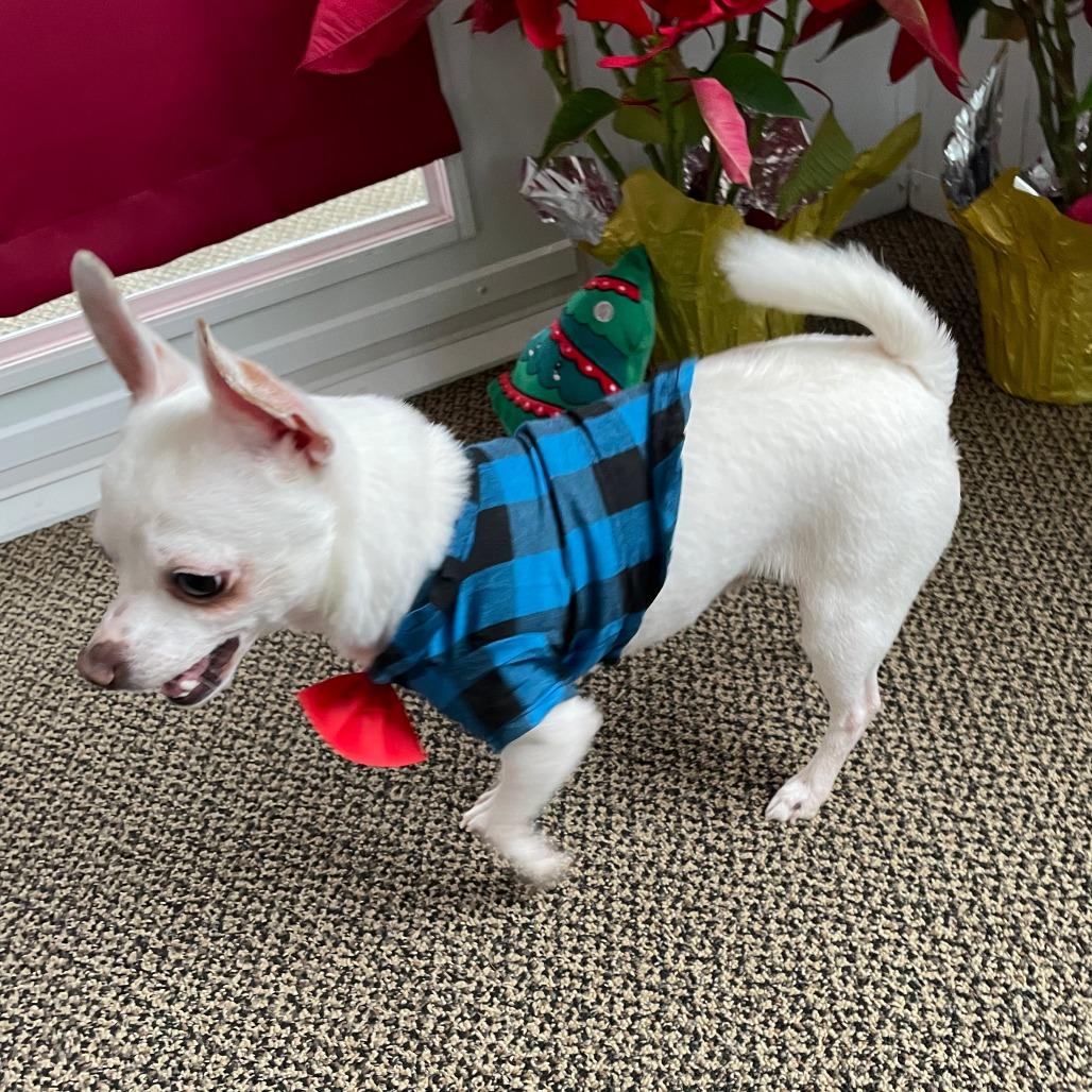 Enlarge MAX, a Adoptable Chihuahua in Pleasanton, CA image 6/6