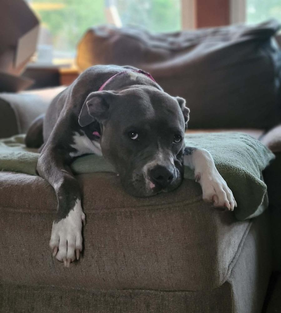 Florence (Tour of Italy Mom 2026), a Adoptable mixed breed in Wenonah, NJ image 2/3