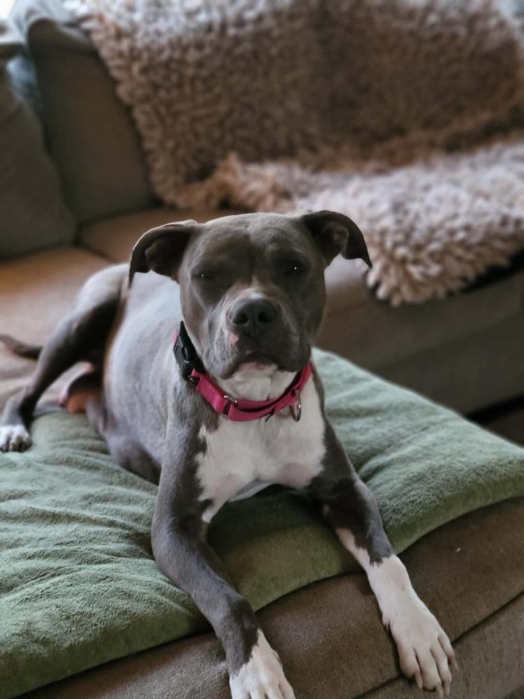 Florence (Tour of Italy Mom 2026), a Adoptable mixed breed in Wenonah, NJ image 3/3