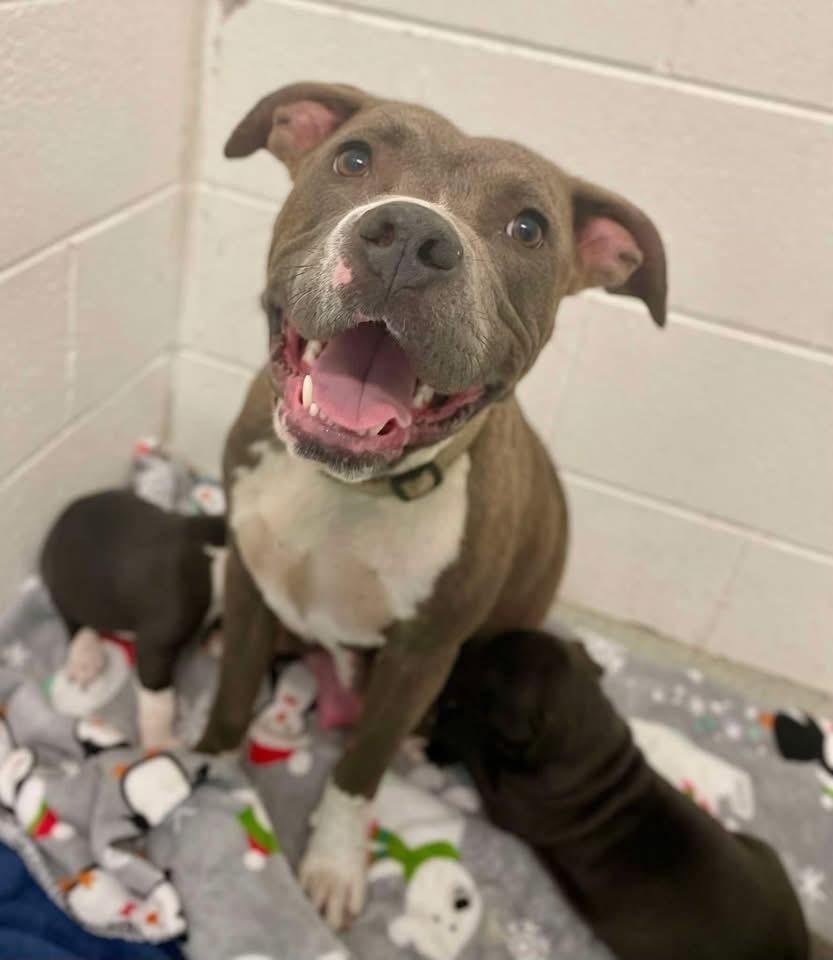 Florence   (Tour of Italy Mom 2026), Adoptable, Adult Female Pit Bull Terrier & Mixed Breed.