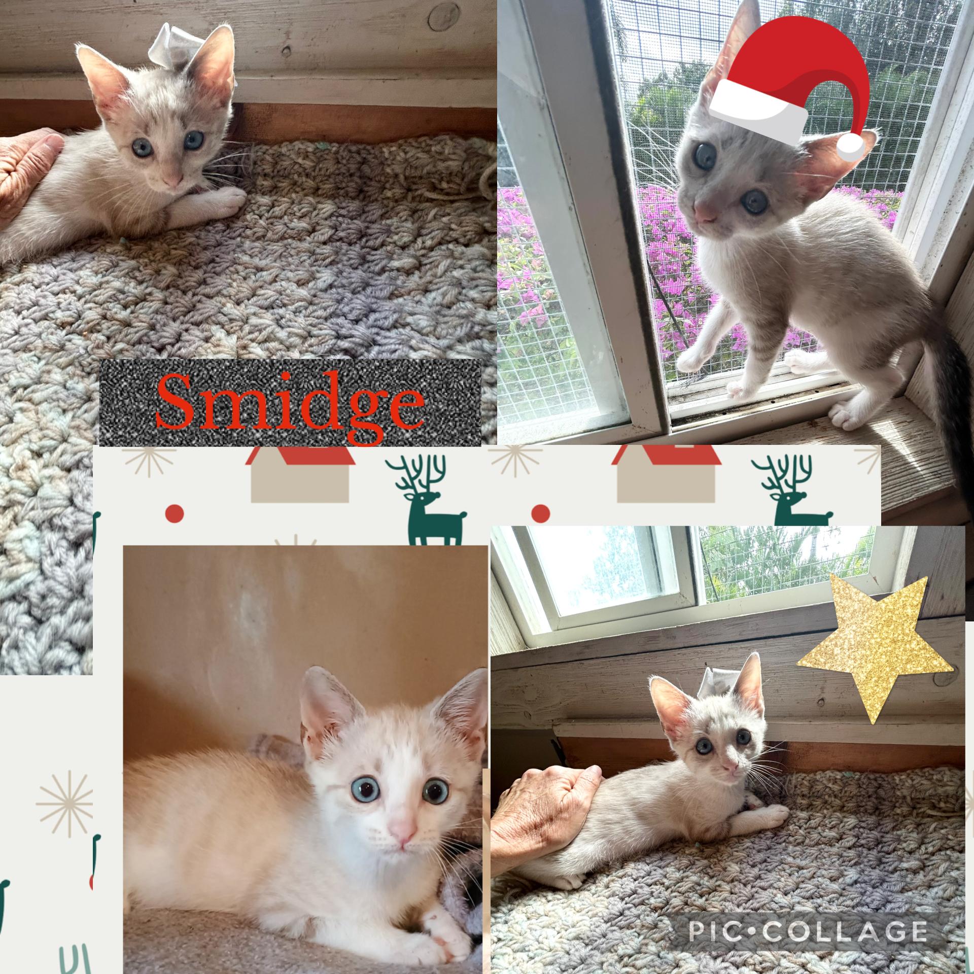 Enlarge Smidge, a Adoptable Siamese in Bradenton, FL image 1/3