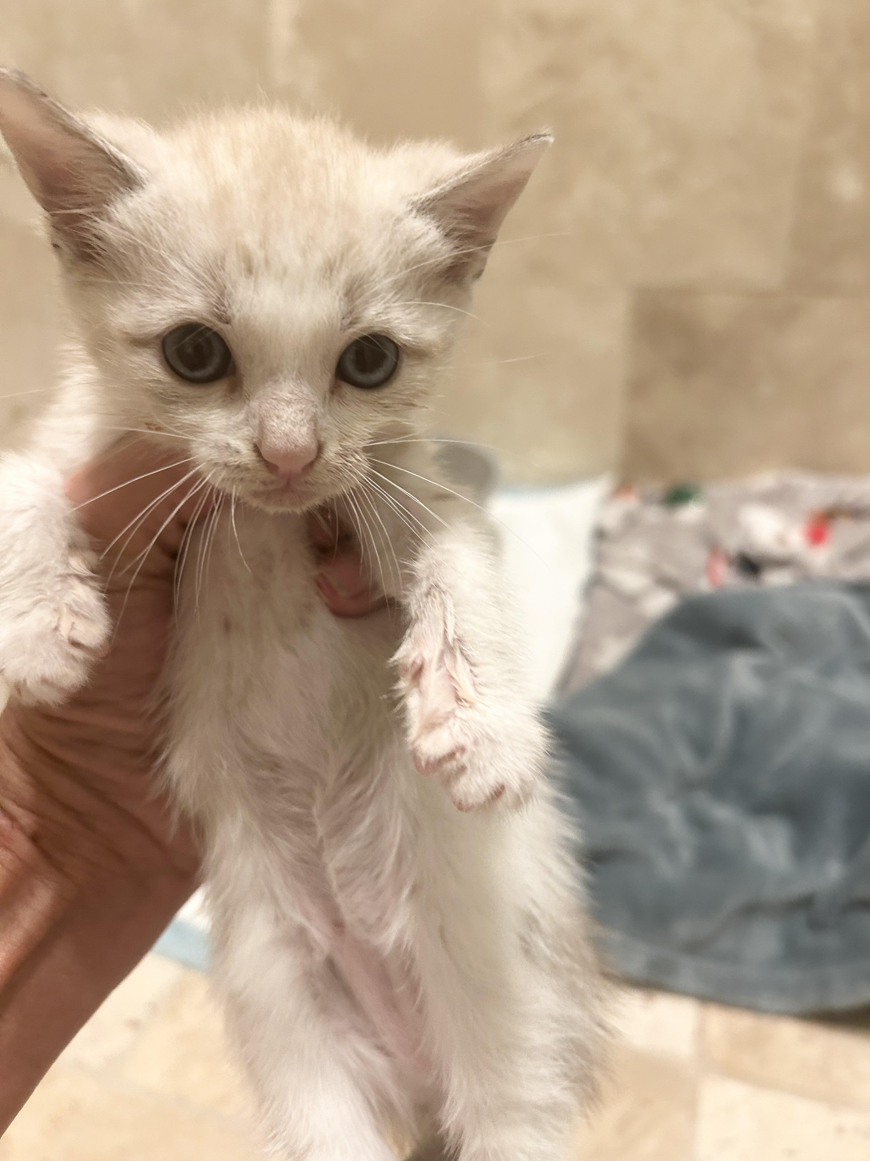 Enlarge Smidge, a Adoptable Siamese in Bradenton, FL image 2/3