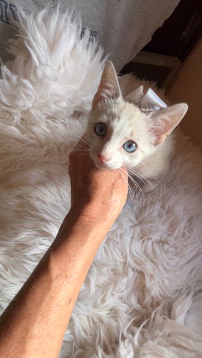 Enlarge Smidge, a Adoptable Siamese in Bradenton, FL video 3/3