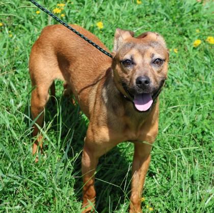 Regina- Rescue Only, a Adoptable Mixed Breed in Athens, GA image 2/2
