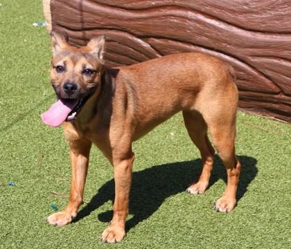 Regina, a Adoptable Mixed Breed in Athens, GA image 3/3