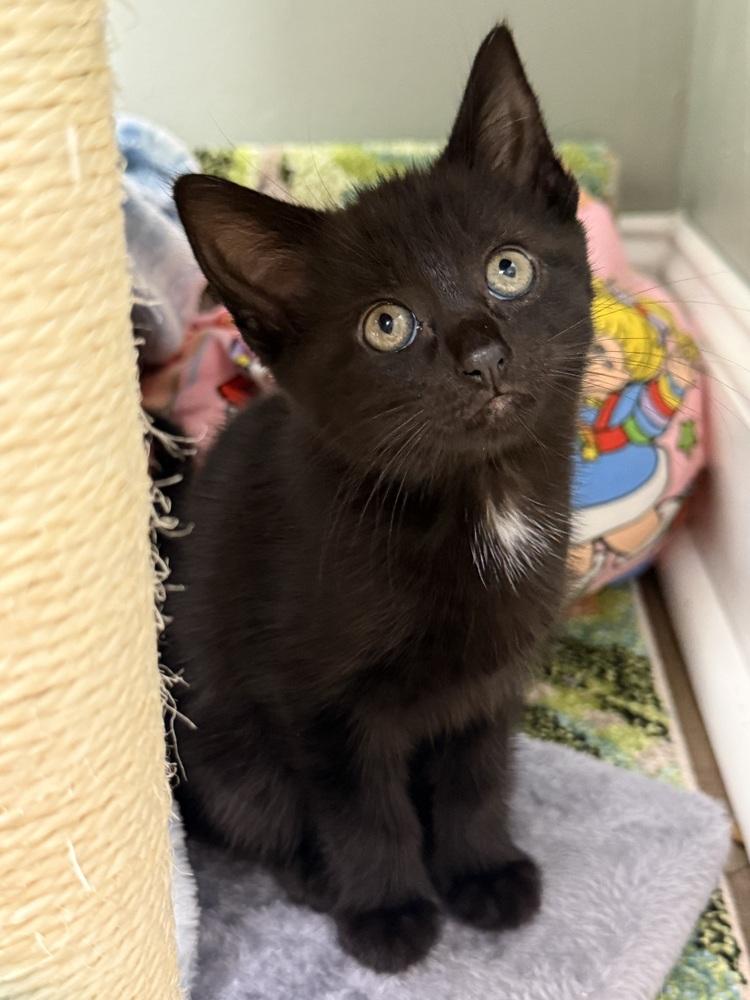 Moonglow Rainbow Brite Sailor, Adoptable, Kitten Female Domestic Short Hair.