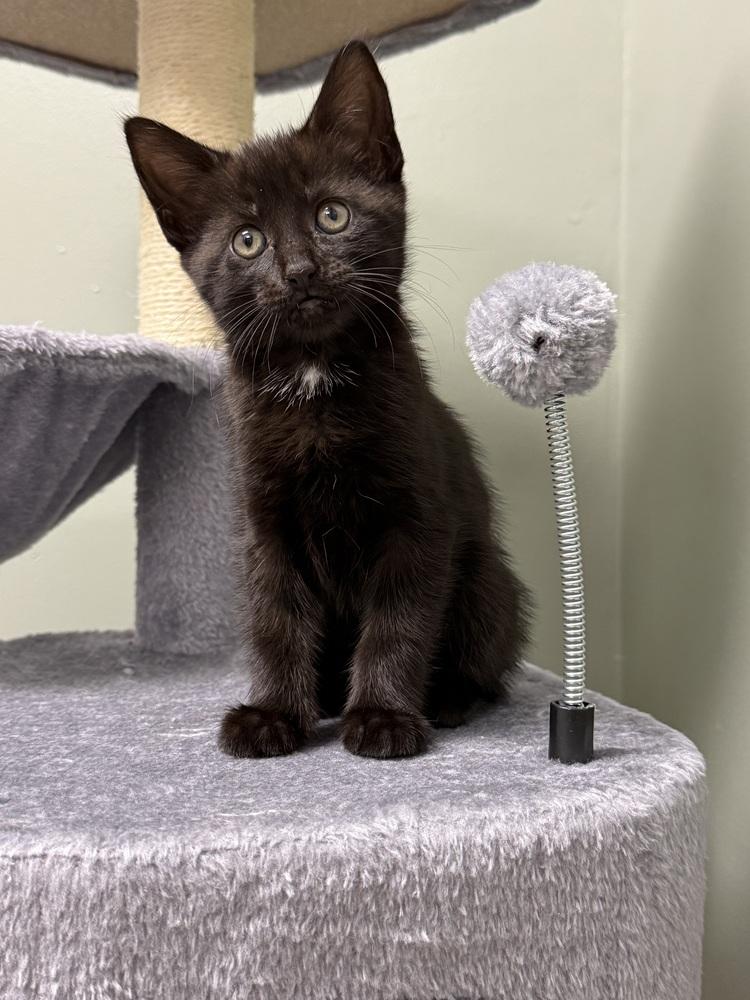 Enlarge Moonglow Rainbow Brite Sailor, a Adoptable Domestic Short Hair in Mount Laurel, NJ image 2/5