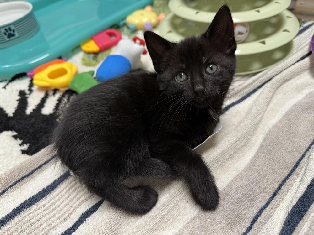 Enlarge Moonglow Rainbow Brite Sailor, a Adoptable Domestic Short Hair in Mount Laurel, NJ image 3/5