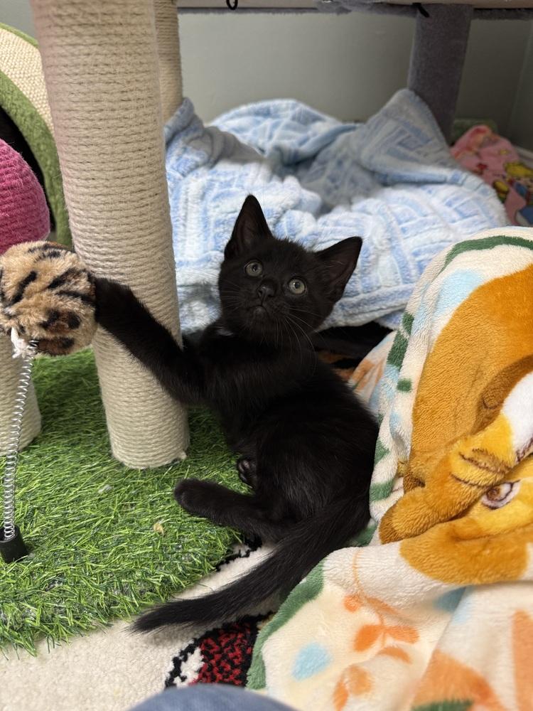 Enlarge Moonglow Rainbow Brite Sailor, a Adoptable Domestic Short Hair in Mount Laurel, NJ image 5/5