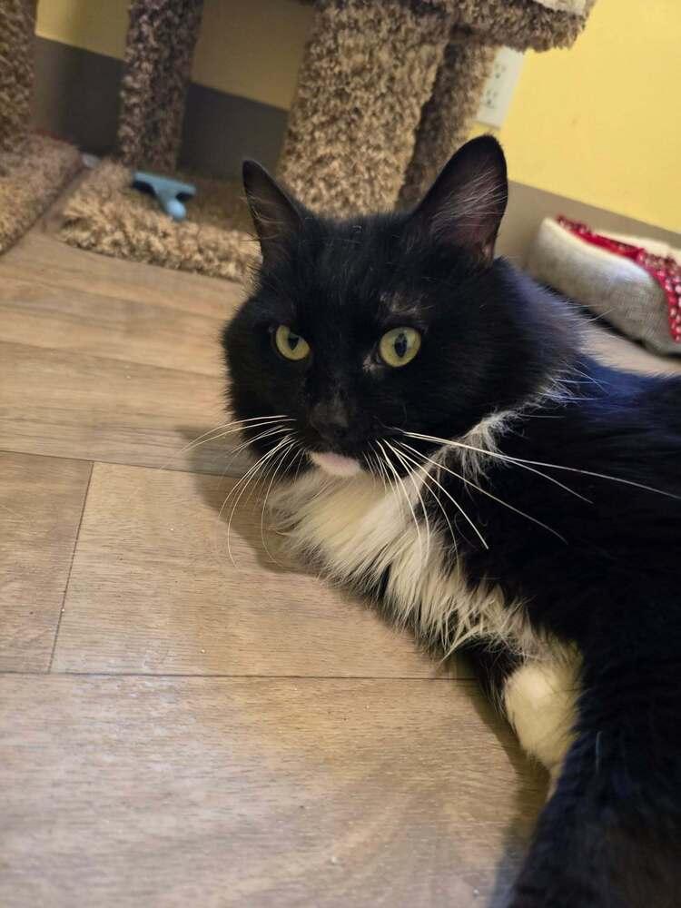 Garfunkel, Adoptable, Adult Male Domestic Medium Hair.