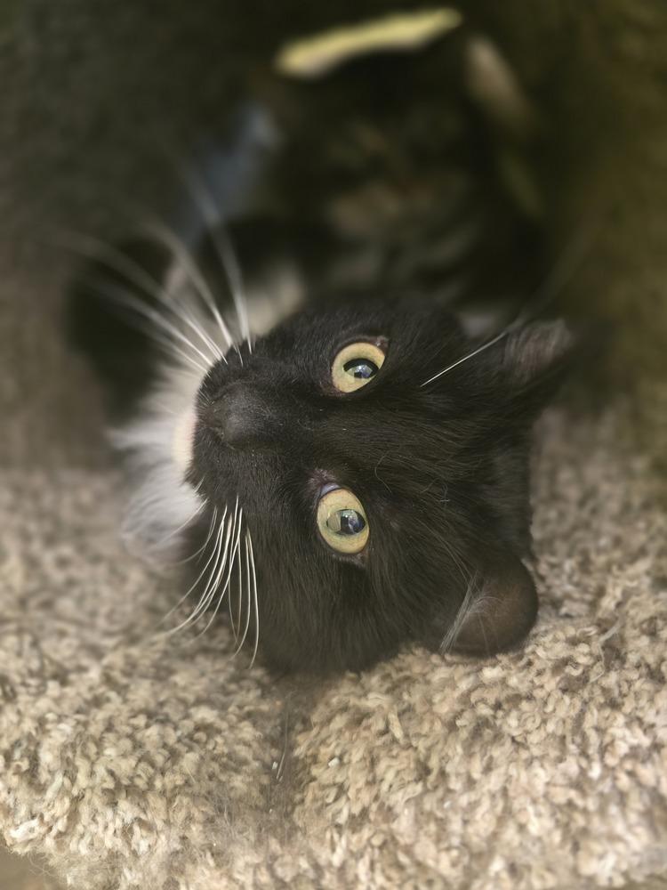 Garfunkel, Adoptable, Adult Male Domestic Medium Hair.