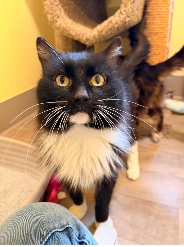 Garfunkel, a Adoptable mixed breed in Vancouver, WA image 5/6