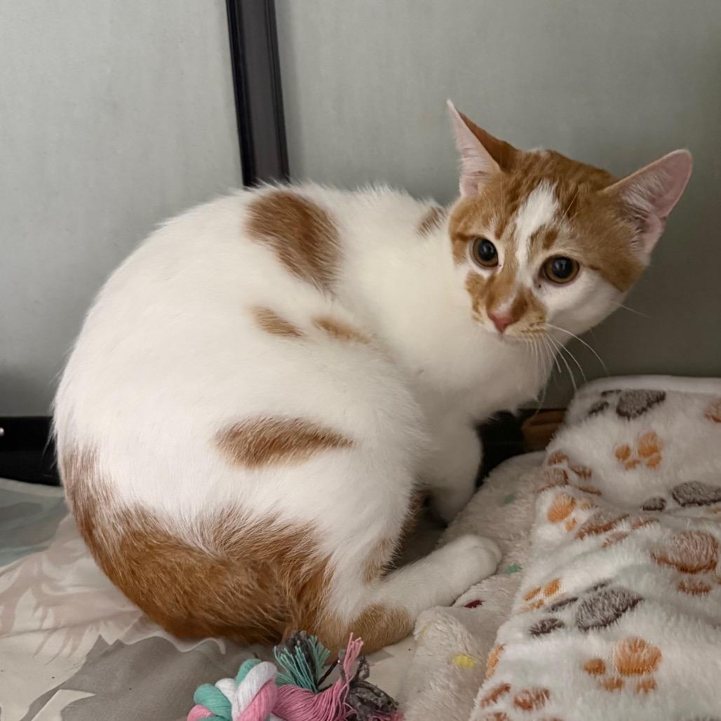 Costco, Adoptable, Young Male Domestic Short Hair.