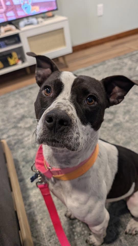 Enlarge Harlan, a Adoptable mixed breed in Bar Nunn, WY image 6/6
