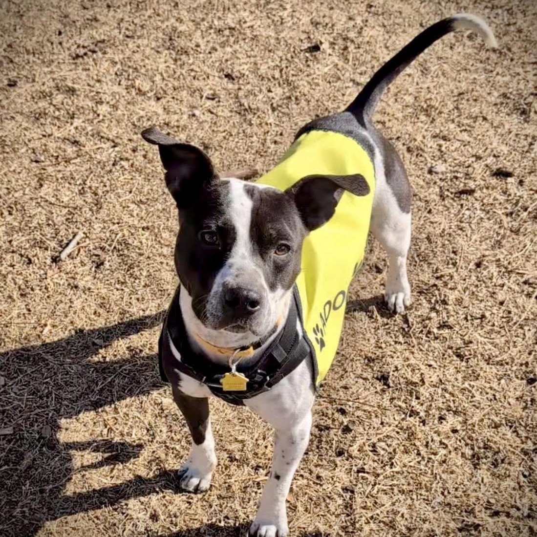 Enlarge Harlan, a Adoptable mixed breed in Bar Nunn, WY image 2/6