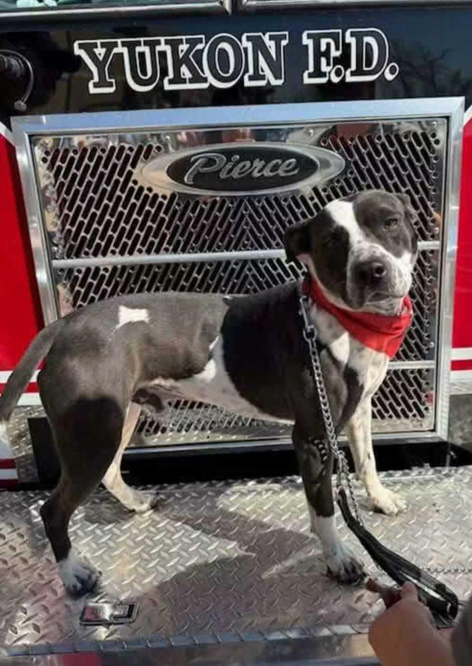 Harlan, Adoptable, Adult Male Staffordshire Bull Terrier & Cattle Dog.