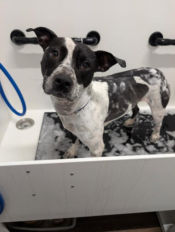 Enlarge Harlan, a Adoptable mixed breed in Bar Nunn, WY image 5/6