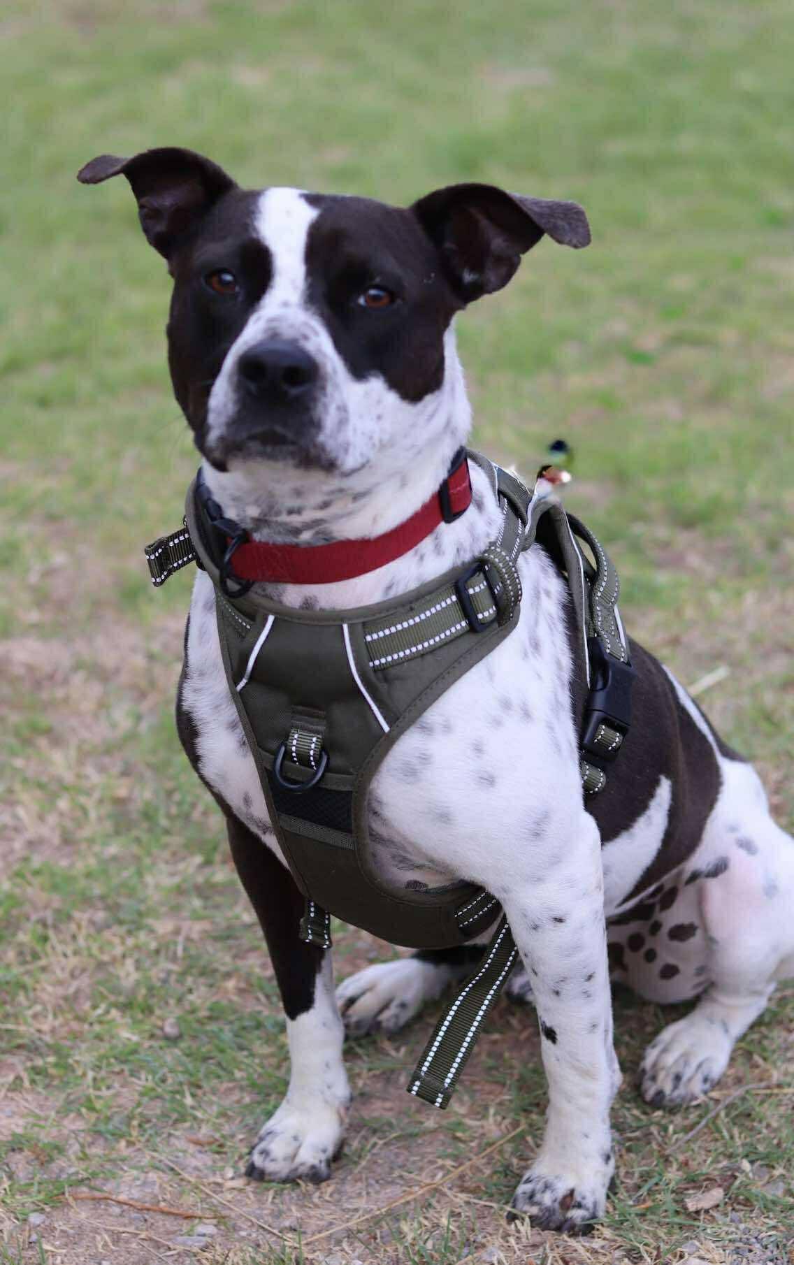 Enlarge Harlan, a Adoptable mixed breed in Bar Nunn, WY image 3/6