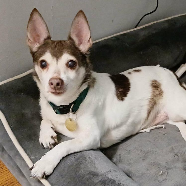 Roscoe, Adoptable, Senior Male Rat Terrier.