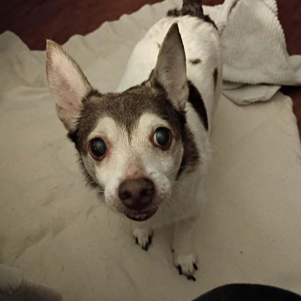 Enlarge Roscoe, a Adoptable Rat Terrier in Olathe, KS image 2/3