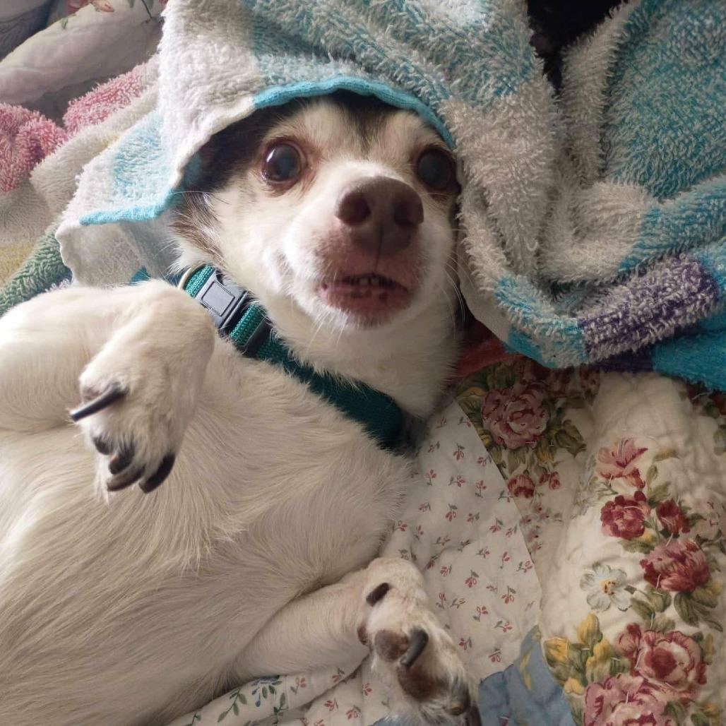 Enlarge Roscoe, a Adoptable Rat Terrier in Olathe, KS image 3/3