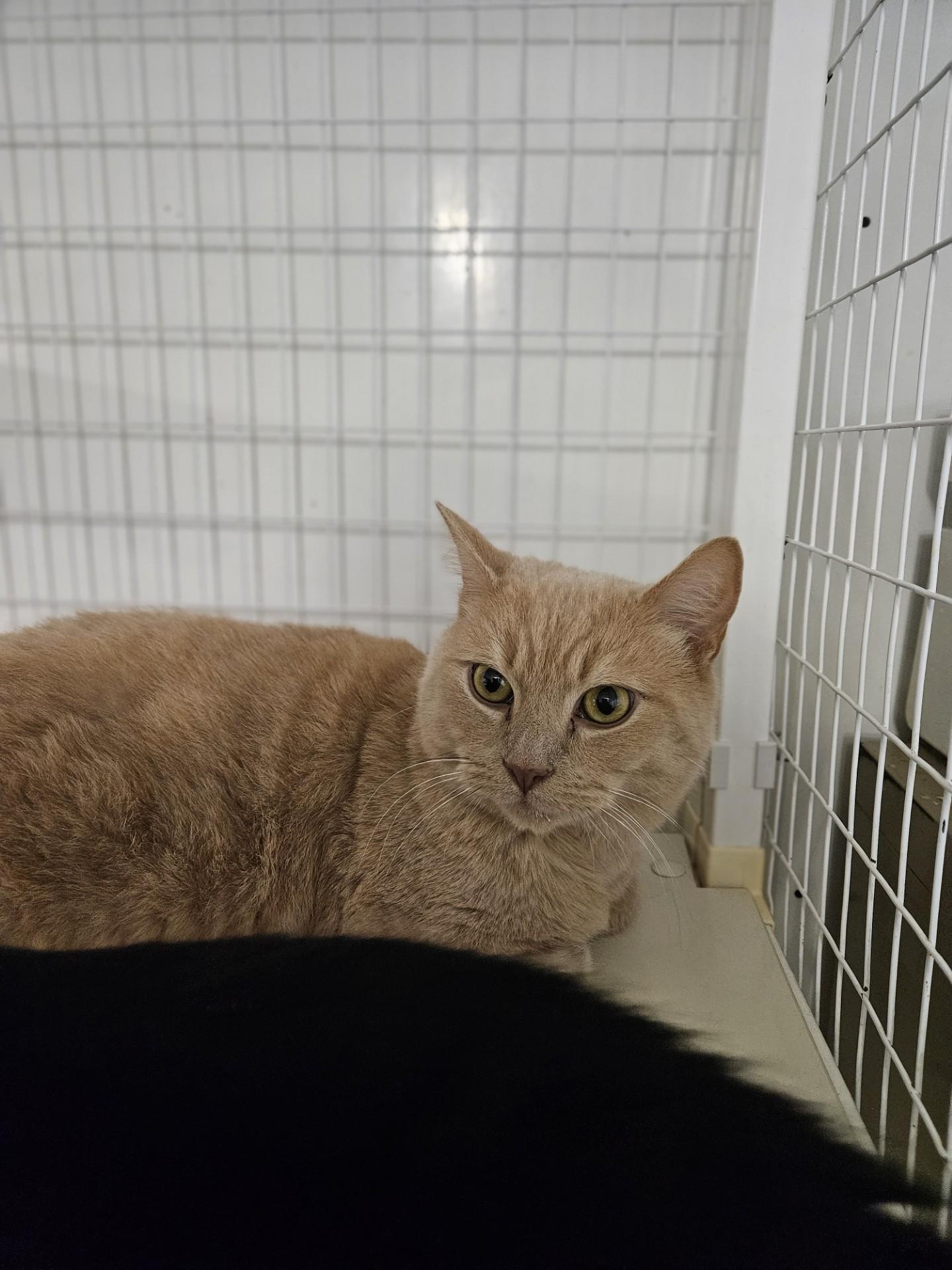 Enlarge Sunny D, a ADOPTABLE Domestic Short Hair in Claremont, NH image 1/1