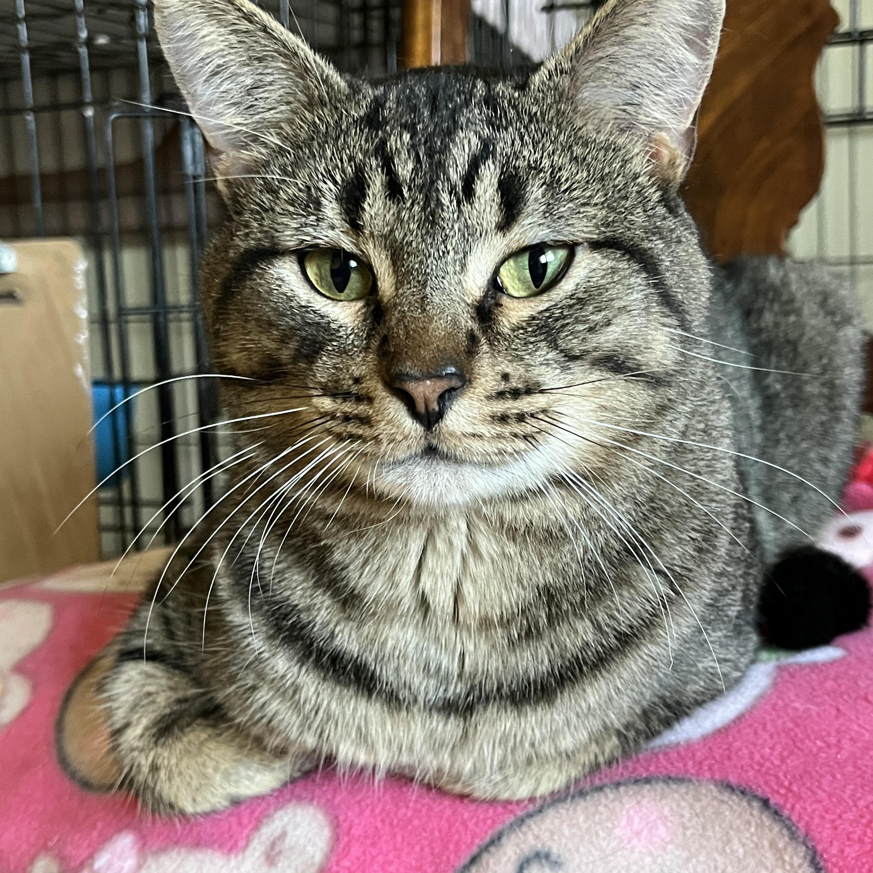Enlarge Jaxson, a Adoptable Domestic Short Hair in Moline, IL image 1/6