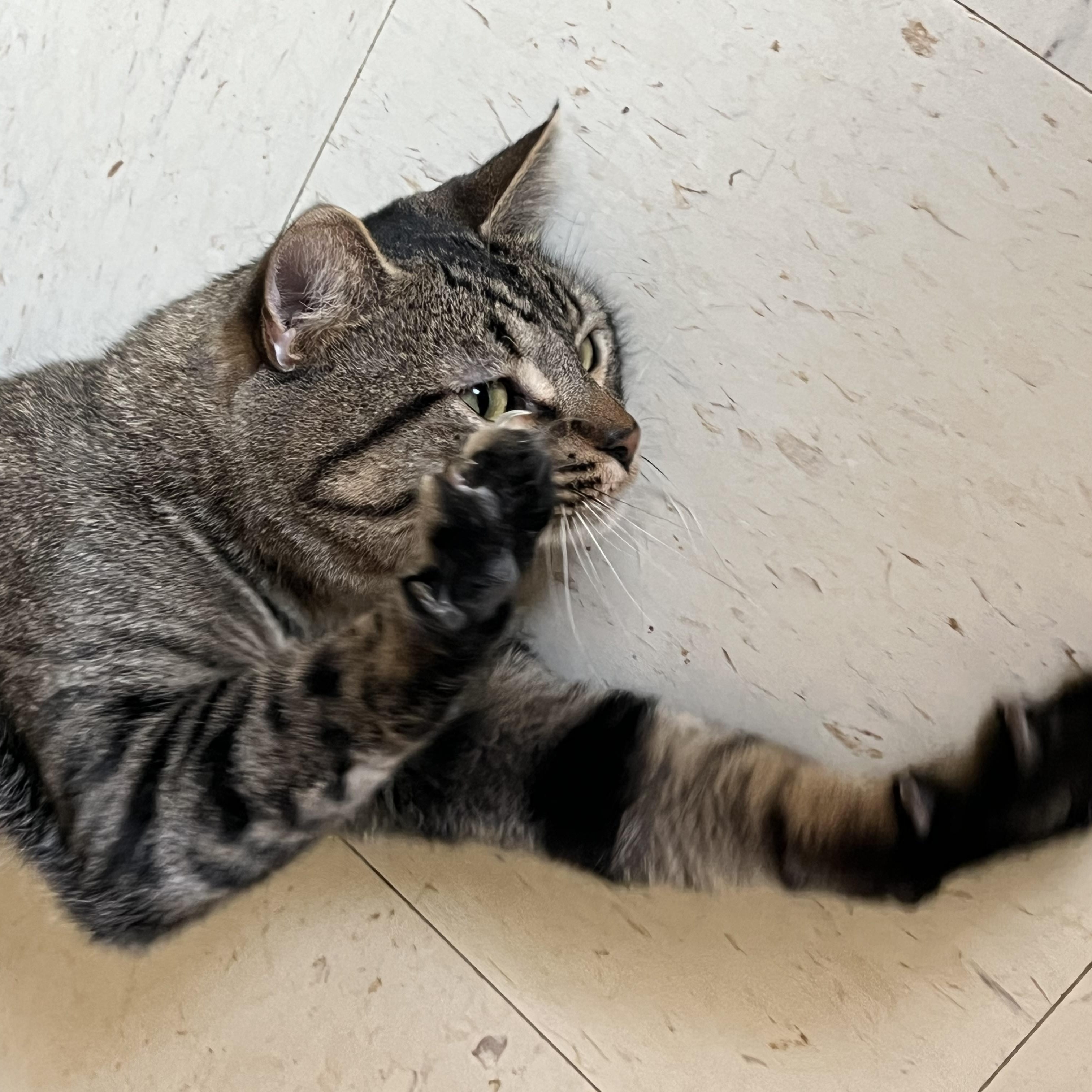 Enlarge Jaxson, a Adoptable Domestic Short Hair in Moline, IL image 6/6