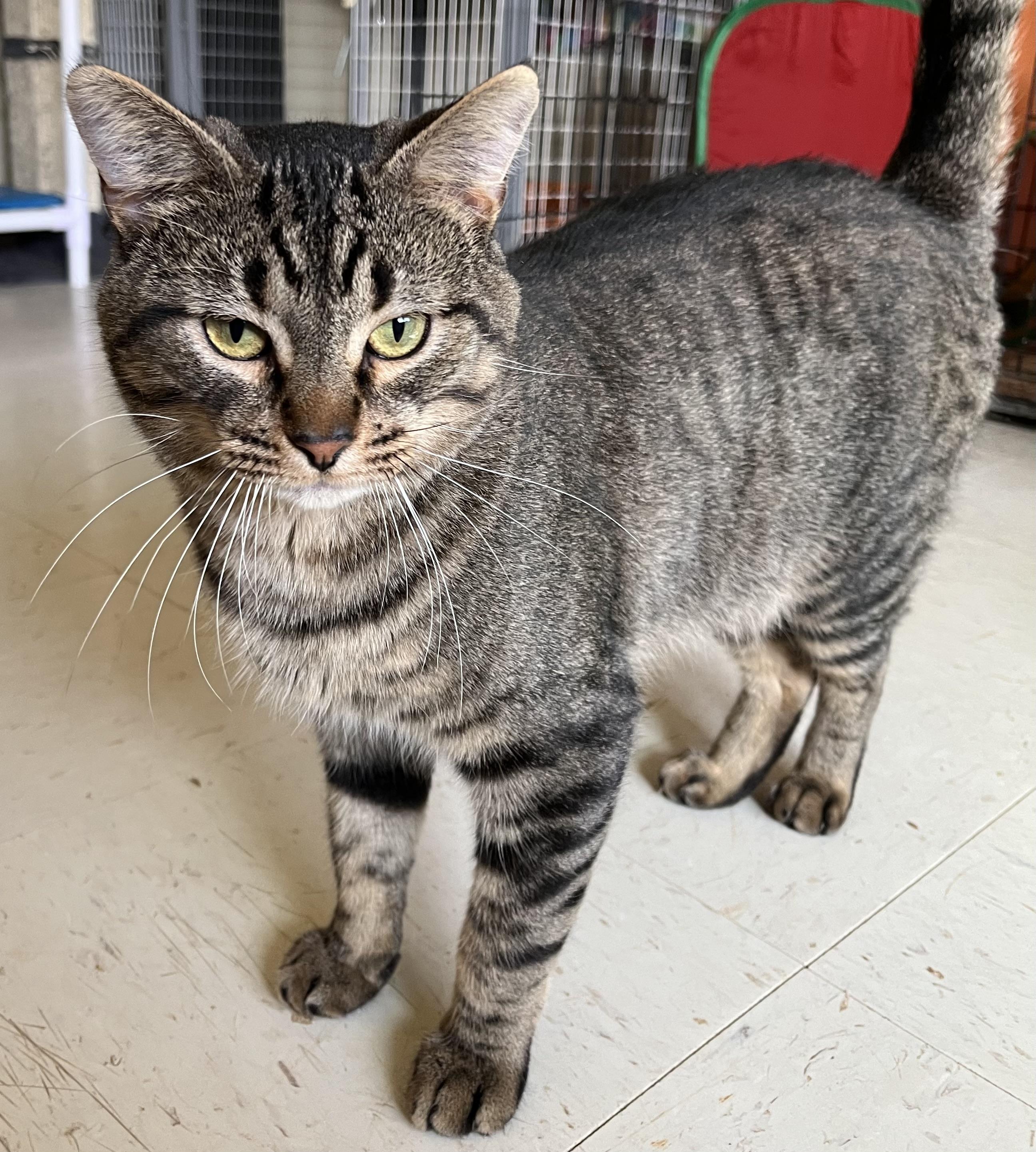 Enlarge Jaxson, a Adoptable Domestic Short Hair in Moline, IL image 2/6