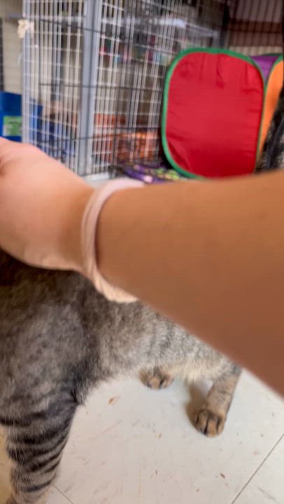 Enlarge Jaxson, a Adoptable Domestic Short Hair in Moline, IL video 5/6