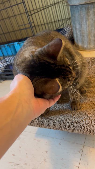 Enlarge Jaxson, a Adoptable Domestic Short Hair in Moline, IL video 3/6