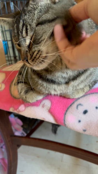 Enlarge Jaxson, a Adoptable Domestic Short Hair in Moline, IL video 4/6