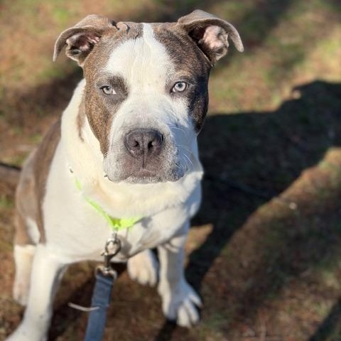 Blaze, an adoptable mixed breed in CHURCHVILLE, NY image 4/6