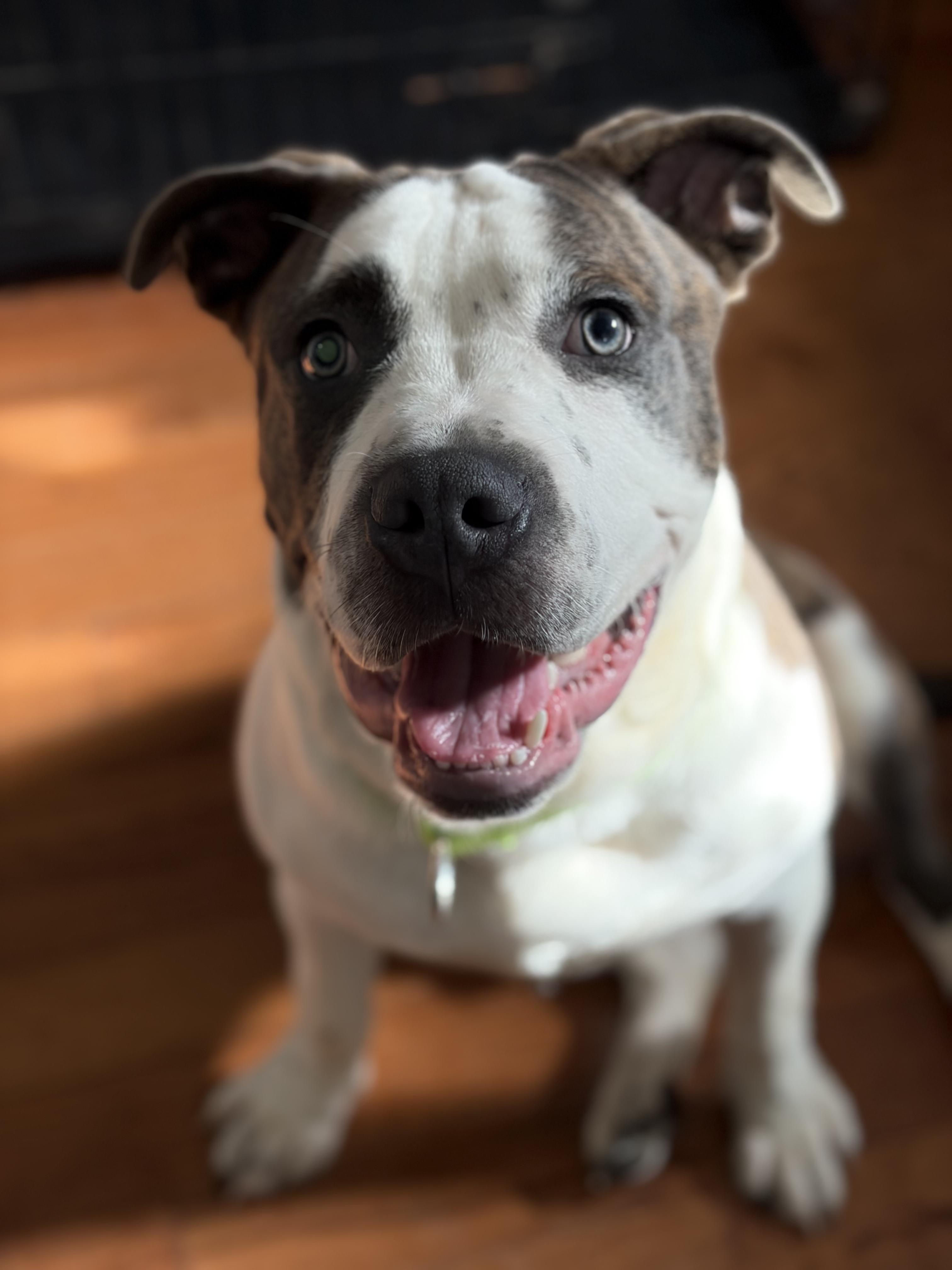 Blaze, Adoptable, Puppy Male American Staffordshire Terrier & Boxer.