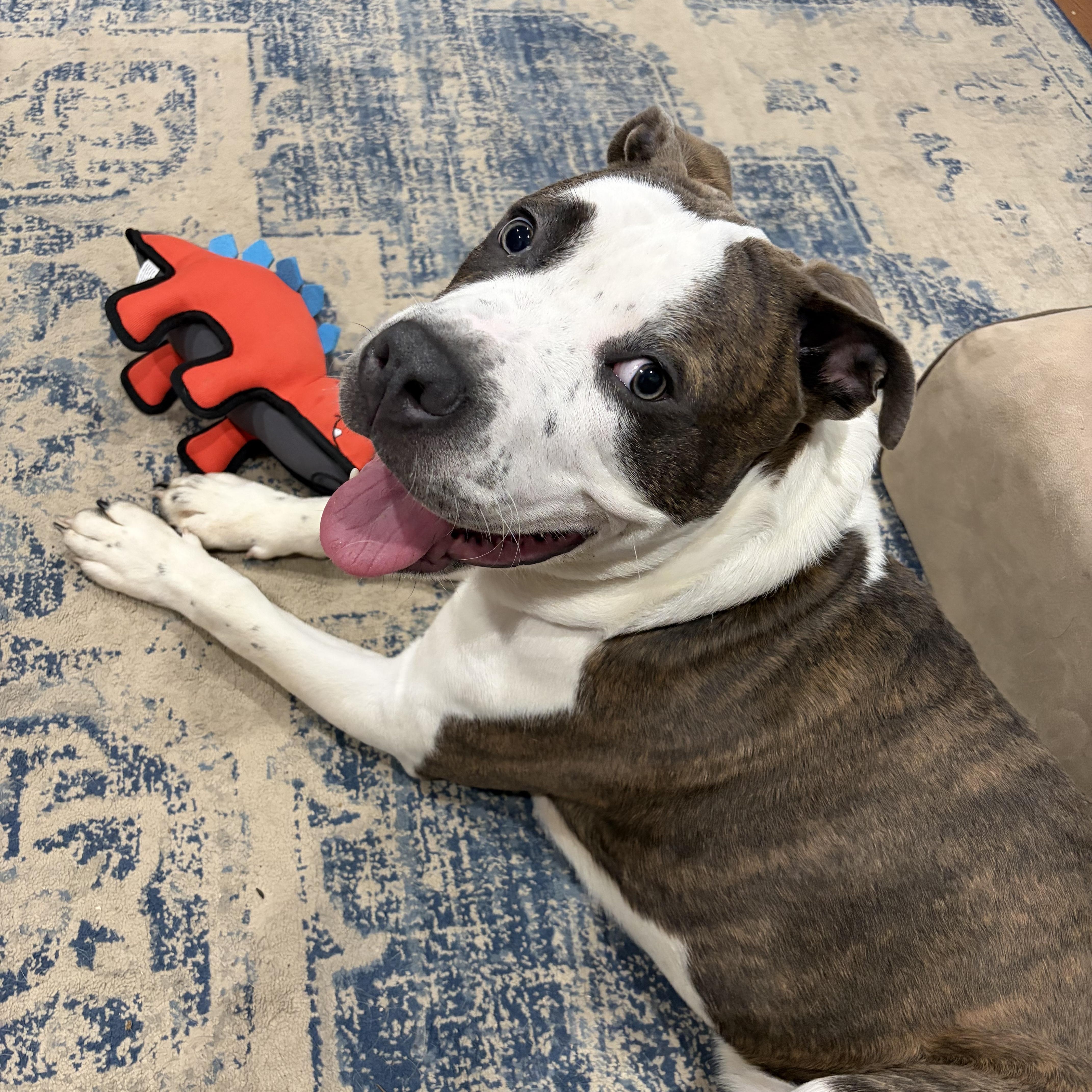 Enlarge Blaze, a Adoptable mixed breed in CHURCHVILLE, NY image 2/2